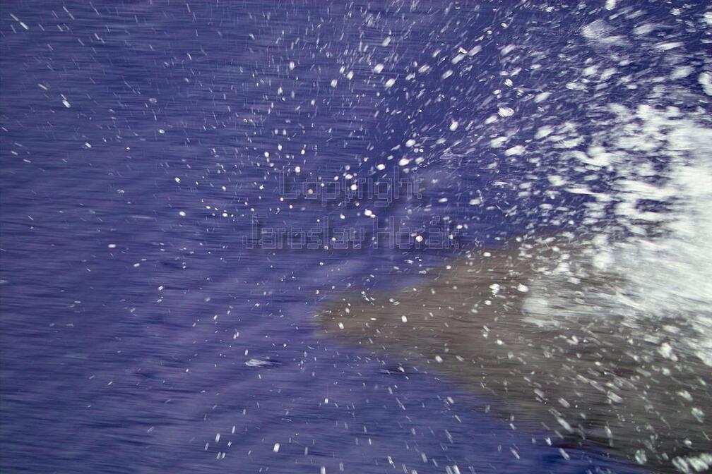 IMG09769 delfin pod vodou